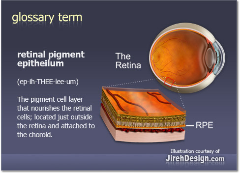 retina-cross-section